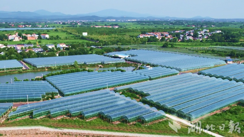 炸三张金花游戏下载大全